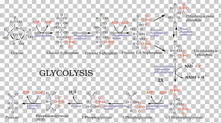 Glycolysis Pyruvic Acid Metabolic Pathway Adenosine Triphosphate Cellular Respiration PNG, Clipart, Anaerobic Respiration, Angle, Area, Catabolism, Cell Free PNG Download
