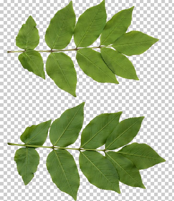 Leaf Neem Tree PNG, Clipart, Branch, Flower, Free Download, Image File Formats, Image Resolution Free PNG Download