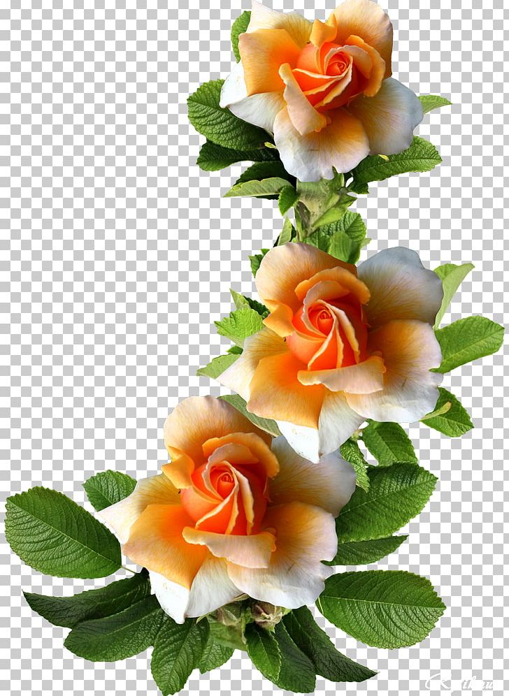 Garden Roses Flower Frames Photography PNG, Clipart, Cut Flowers, Floral Design, Flower, Flowering Plant, Flowers Free PNG Download