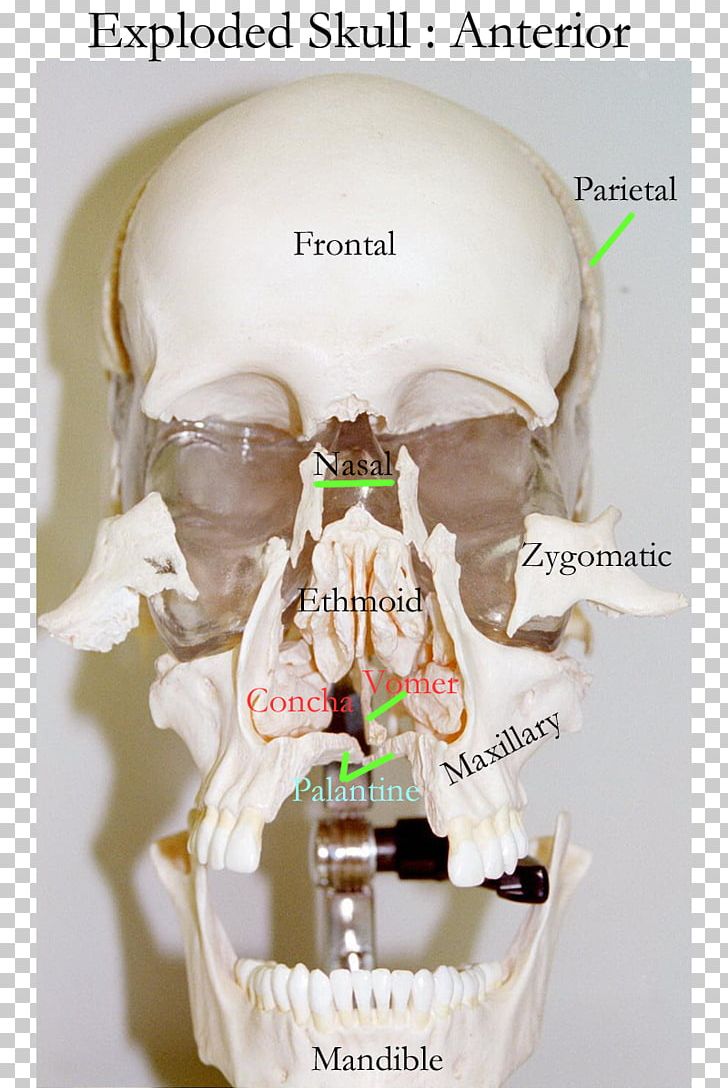 Skull Human Skeleton Bone Axial Skeleton Frontal Sinus PNG, Clipart, Anatomy, Appendicular Skeleton, Axial Skeleton, Bone, Cartilage Free PNG Download
