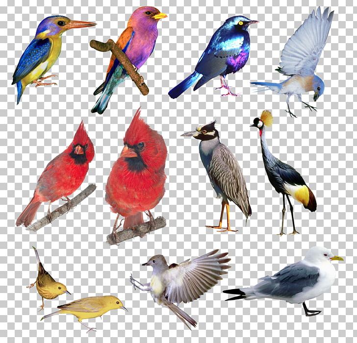 Bird Ornithology Red Data Book Of The Russian Federation PNG, Clipart, Animal, Animals, Beak, Bird, Common Chiffchaff Free PNG Download