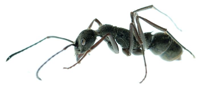 Black Carpenter Ant Insect Cockroach Pest Control PNG, Clipart, Animals, Ant, Ants, Arthropod, Black Carpenter Ant Free PNG Download