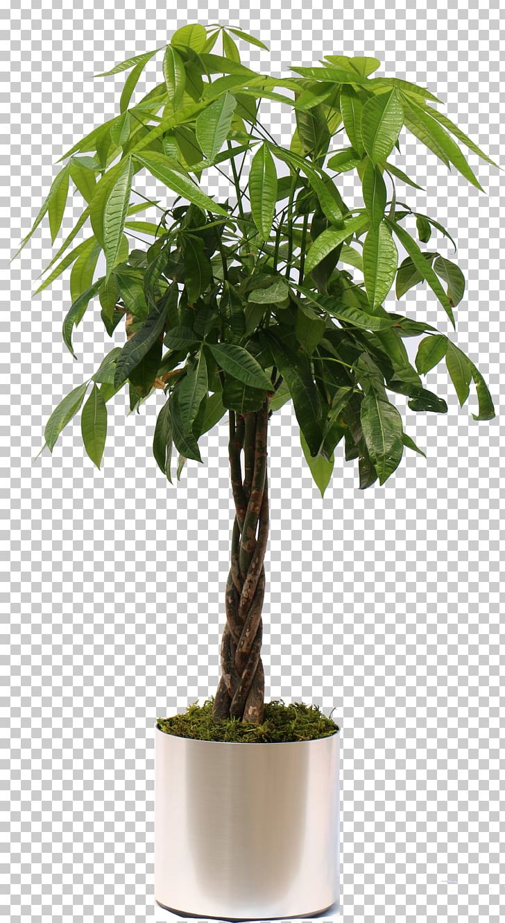 Fiddle-leaf Fig Weeping Fig Guiana Chestnut Houseplant PNG, Clipart, Bonsai, Evergreen, Fiddle Leaf Fig, Fiddleleaf Fig, Fig Trees Free PNG Download