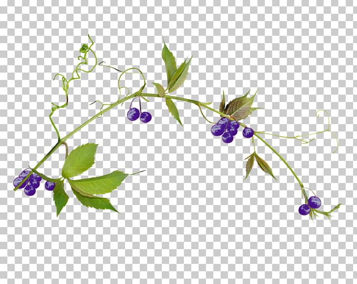 Plant Stem Leaf Liana Hummingbird PNG, Clipart, Blog, Branch, Clip Art, Flora, Floral Design Free PNG Download
