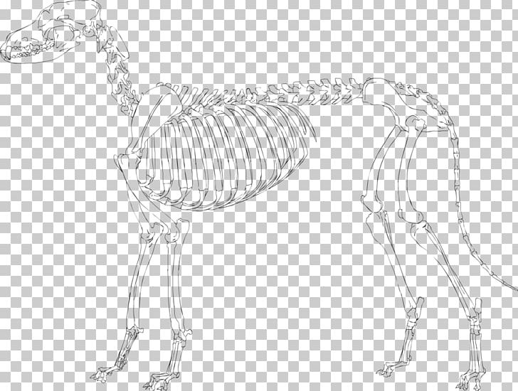 Skeleton Drawing Pekingese Sketch PNG, Clipart, Anatomy, Arm, Art, Artwork, Black And White Free PNG Download