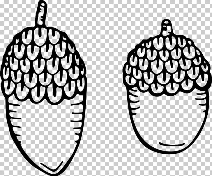 Acorn Drawing Color PNG, Clipart, Acorn, Acorn Squash, Black And White, Circle, Color Free PNG Download