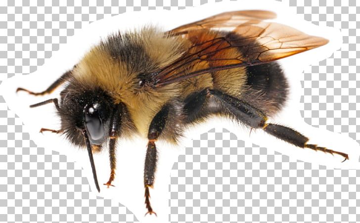 Franklin's Bumblebee Bombus Affinis Honey Bee PNG, Clipart, Bee Bee, Bombus Affinis, Honey Bee Free PNG Download