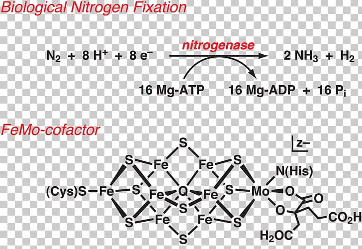 Nitrogen Fixation Nitrogenase Biology Bacteria PNG, Clipart, Angle, Area, Bacteria, Biochemistry, Biology Free PNG Download