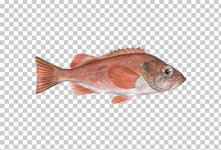 Northern Red Snapper Fish Products Redfish Seafood Fishing PNG, Clipart, Acadian Redfish, Animal Source Foods, Cod, Fauna, Fish Free PNG Download