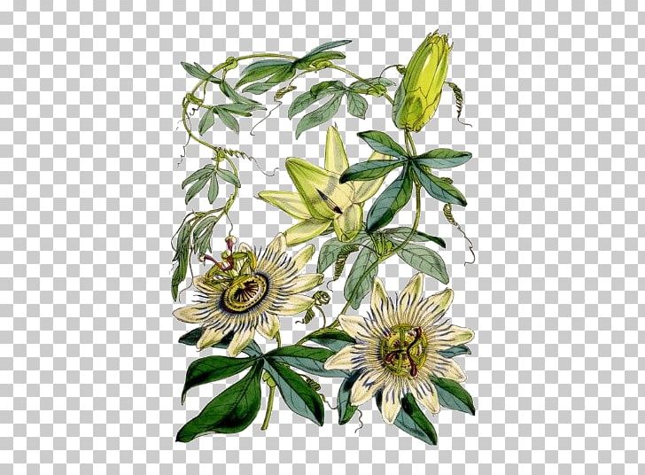 Purple Passionflower Botany Bluecrown Passionflower Plants PNG, Clipart, Botanical, Botanical Illustration, Botany, Common Daisy, Cut Flowers Free PNG Download
