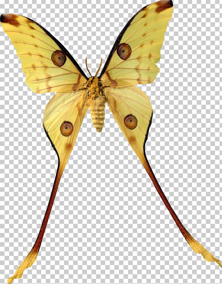 Madagascar Butterfly Insect Argema Comet Moth PNG, Clipart, Arthropod, Bombycidae, Bozzolo, Brush Footed Butterfly, Butterflies And Moths Free PNG Download