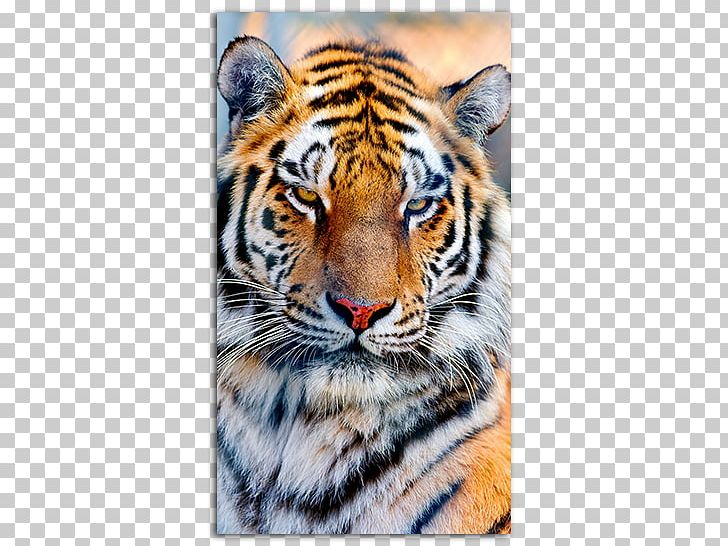 White Tiger Whiskers Cat Jaguar PNG, Clipart, Animal, Big Cat, Big Cats, Carnivoran, Cat Free PNG Download