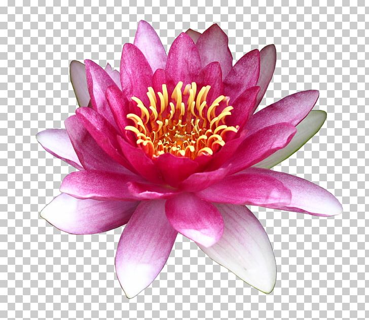 Flower Water Lily PNG, Clipart, Annual Plant, Aquatic Plant, Common Daisy, Computer Icons, Dahlia Free PNG Download