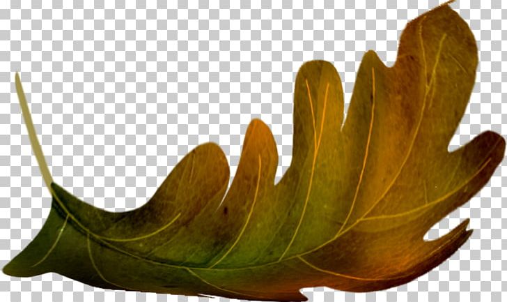 Oak Leaf PNG, Clipart, Acorn, Autumn, Collage, Digital Image, Leaf Free PNG Download