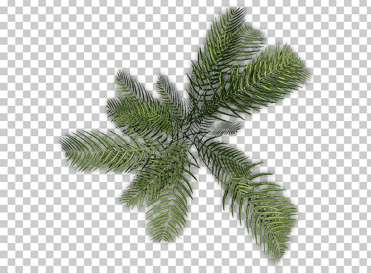 Plant Fern Leaf Directory PNG, Clipart, Alocasia, Conifer, Directory, Evergreen, Fern Free PNG Download