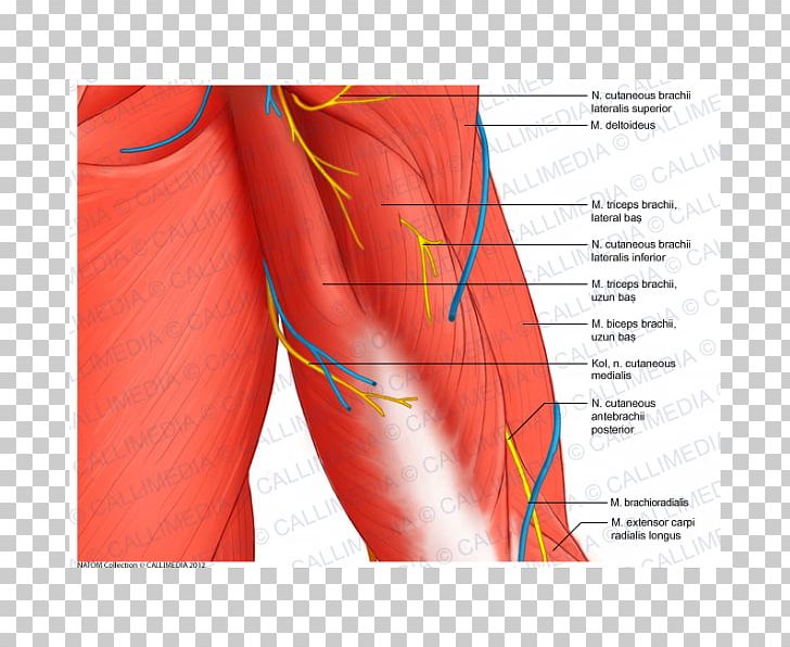 Shoulder Arm Muscle Anatomy Coronal Plane PNG, Clipart, Abdomen, Anatomy, Angle, Arm, Blood Vessel Free PNG Download