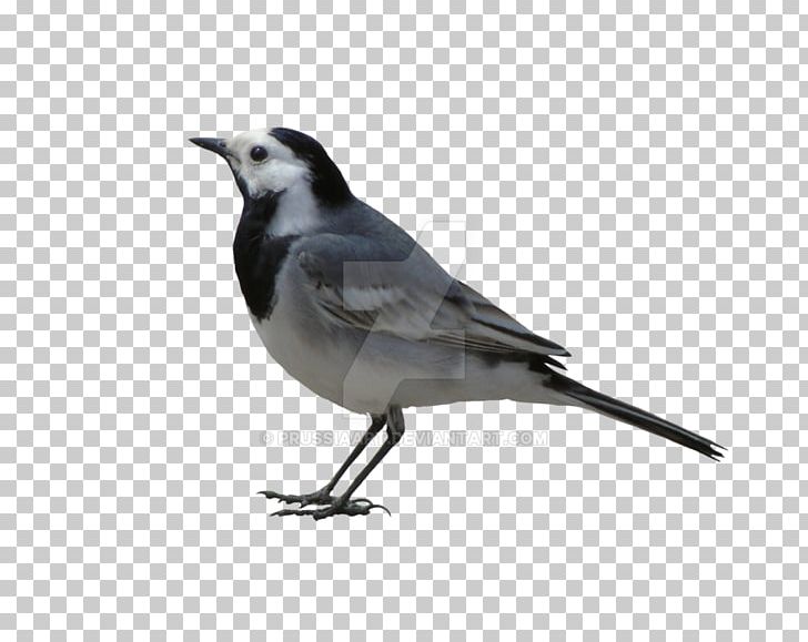 White Wagtail Bird Grey Wagtail Cattle American Sparrows PNG, Clipart, 4k Resolution, American Sparrows, Animals, Beak, Bird Free PNG Download