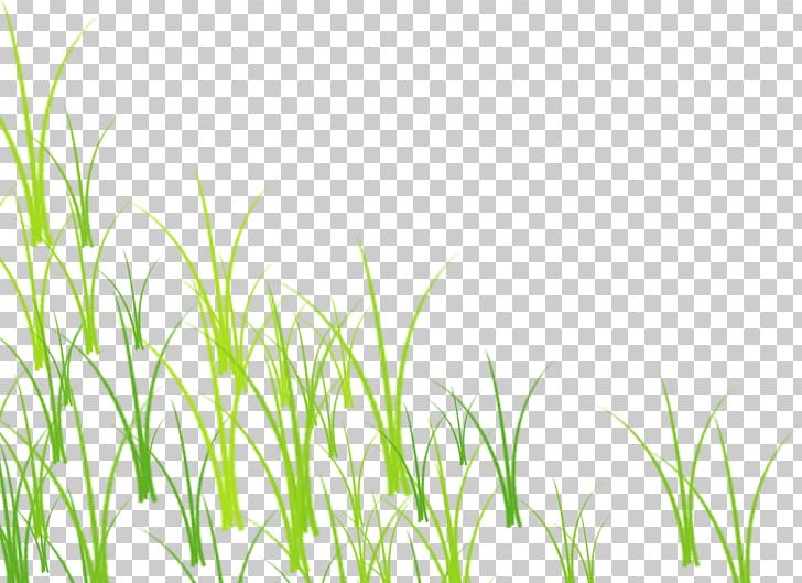 Grass Green Lawn PNG, Clipart, Background Green, Download, Euclidean Vector, Grass, Grasses Free PNG Download
