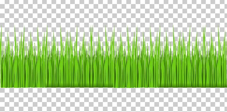 Lawn Grass Garden PNG, Clipart, Cartoon, Chrysopogon Zizanioides, Commodity, Drawing, Garden Free PNG Download
