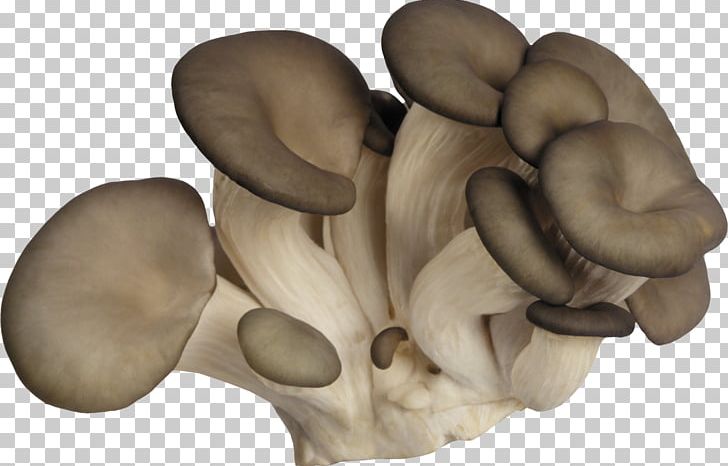 Oyster Mushroom Fungus Boletus Edulis Agaricus Campestris PNG, Clipart, Agaricus, Agaricus Campestris, Boletus Edulis, Edible Mushroom, Fungus Free PNG Download