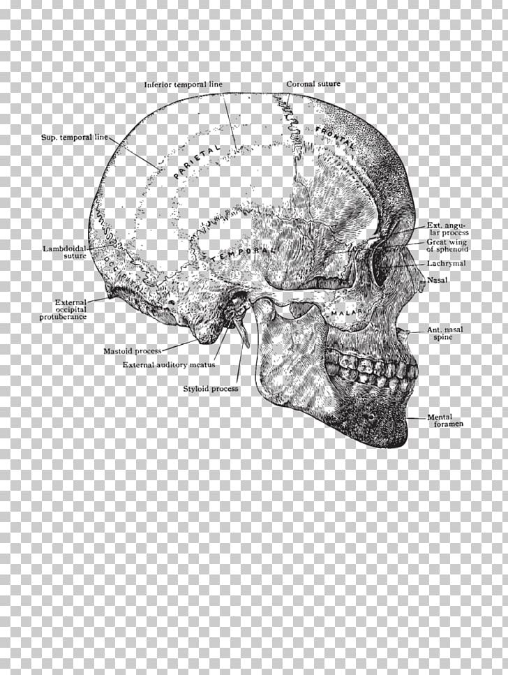 Skull Anatomy Human Body Human Head Torso PNG, Clipart, Anatomy, Anatomy Drawing, Automotive Design, Black And White, Bone Free PNG Download