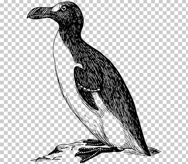 Great Auk Bird PNG, Clipart, Animals, Auk, Awk, Beak, Bird Free PNG Download