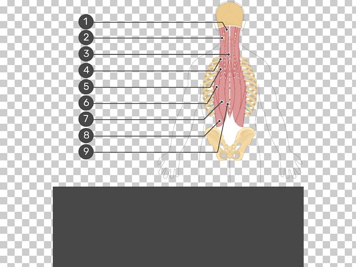 Quadratus Lumborum Muscle Longissimus Iliocostalis Origin And Insertion PNG, Clipart, Angle, Arm, Hand, Human, Human Body Free PNG Download