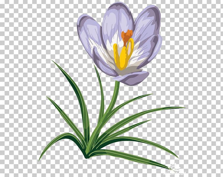 Snowdrop Flower PNG, Clipart, Beautiful Flowers, Crocus, Encapsulated Postscript, Flora, Flower Free PNG Download