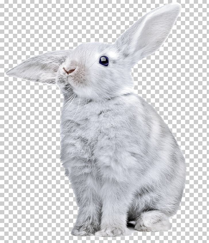 White Rabbit PNG, Clipart, Animals, Catsagram, Computer Icons, Cottontail Rabbit, Domestic Rabbit Free PNG Download