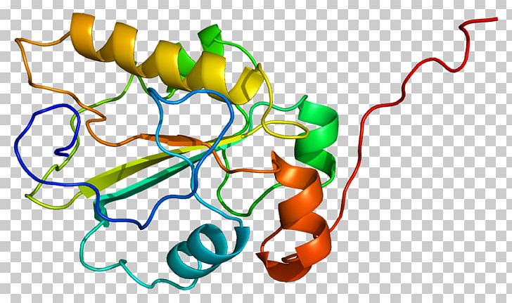 CDC25A Protein Cyclin-dependent Kinase 1 Cell Cycle PNG, Clipart, 1 C, Area, Artwork, C 25, Cdc Free PNG Download