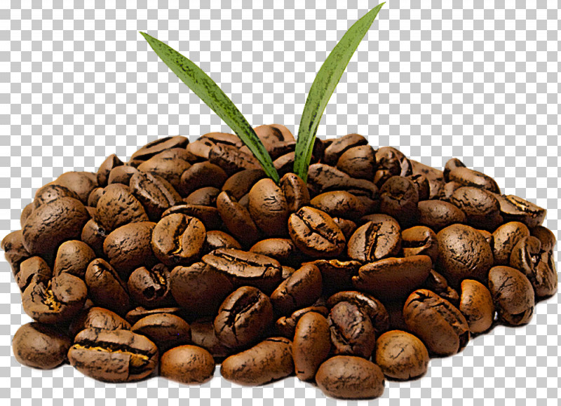 Palm Tree PNG, Clipart, Attalea Speciosa, Bean, Caffeine, Food, Jamaican Blue Mountain Coffee Free PNG Download