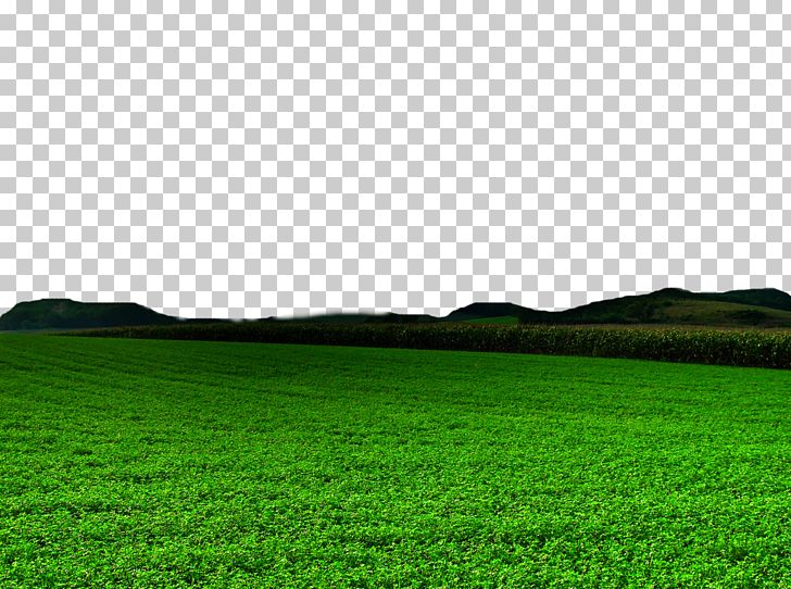 Lawn Green Grasses Grassland PNG, Clipart, Action, Agriculture, Computer, Computer Wallpaper, Desktop Wallpaper Free PNG Download
