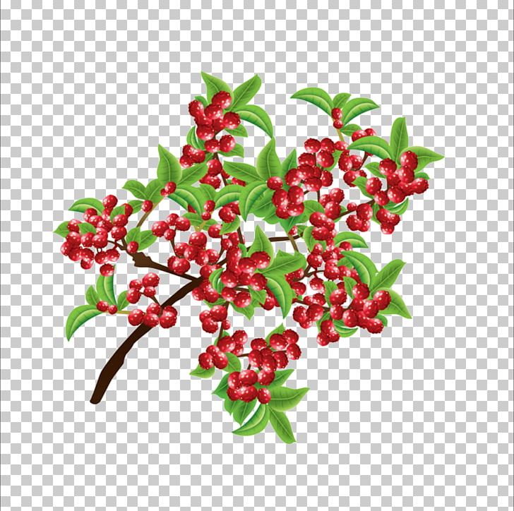 Sichuan Cuisine Capsicum Annuum Sichuan Pepper Chili Pepper PNG, Clipart, Aquifoliales, Arbutus, Berry, Branch, Capsicum Free PNG Download