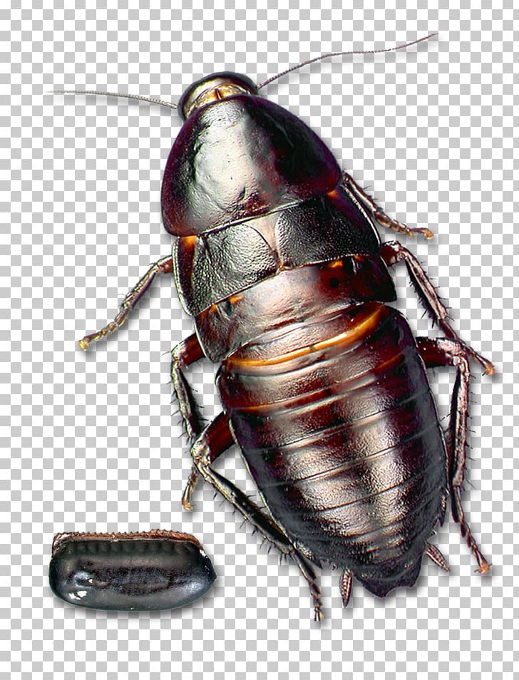 Florida Woods Cockroach Insect Florida Woods Cockroach Pest PNG, Clipart, American Cockroach, Animals, Arthropod, Australian Cockroach, Beetle Free PNG Download