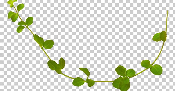 Leaf Rattan Vine Calameae PNG, Clipart, Autumn Leaves, Branch, Calameae, Euclidean Vector, Fall Leaves Free PNG Download