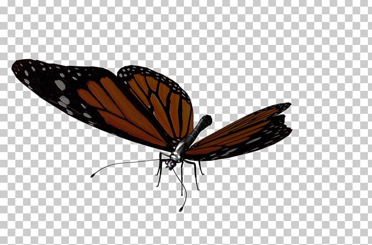 Monarch Butterfly Moth Insect PNG, Clipart, Animaatio, Arthropod, Brush Footed Butterfly, Butterflies And Moths, Butterfly Free PNG Download