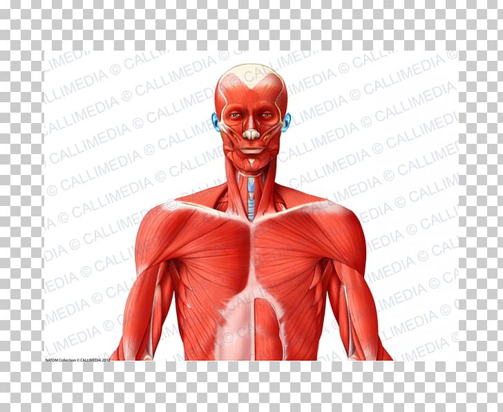 Muscle Nerve Shoulder Anatomy Human Body PNG, Clipart, Abdomen, Anatomy, Arm, Blood Vessel, Chest Free PNG Download