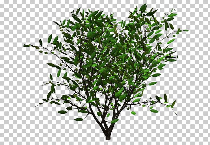 Shrub Plant Alkaloid Treelet PNG, Clipart, Alkaloid, Blueberry, Bog Labrador Tea, Branch, Ericaceae Free PNG Download