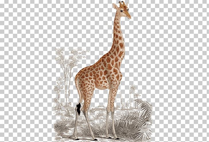 Giraffe Printing Printmaking Art PNG, Clipart, Animal, Animal Figure, Animals, Art, Art Forms In Nature Free PNG Download
