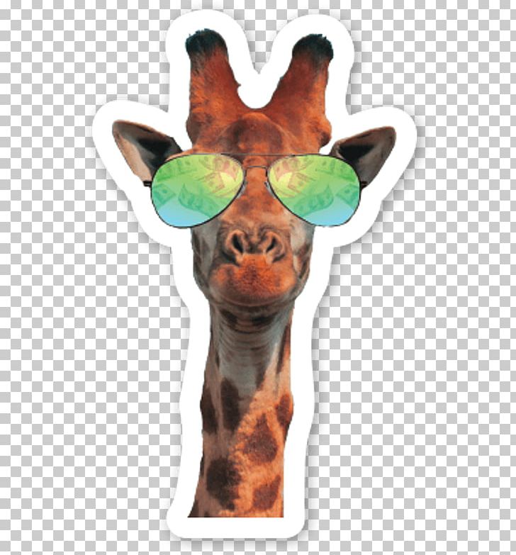 Northern Giraffe Cat Neck Glasses Sound PNG, Clipart, Animal, Animals, Cat, Giraffe, Giraffidae Free PNG Download