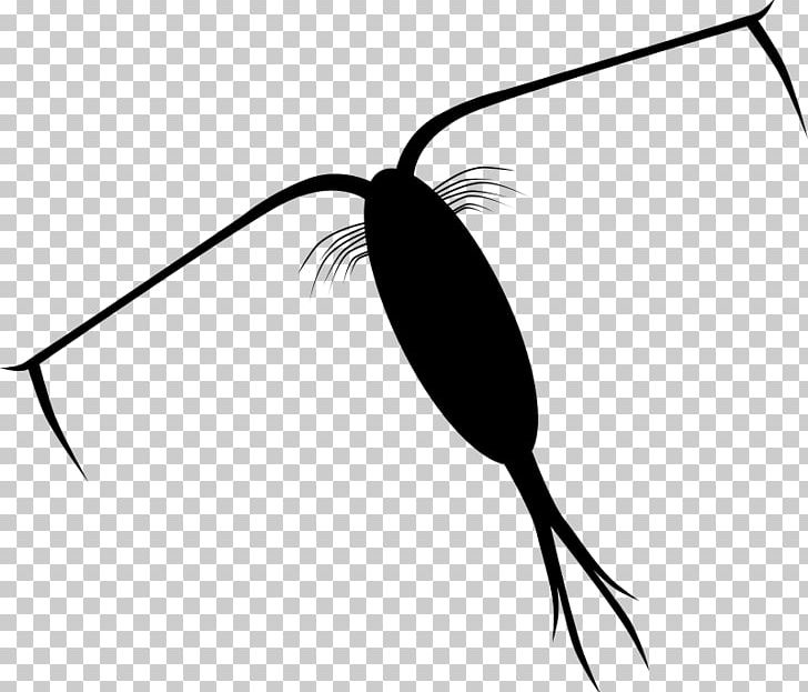Plankton And Karen Zooplankton PNG, Clipart, Artwork, Black And White, Copepod, Detritivore, Drawing Free PNG Download