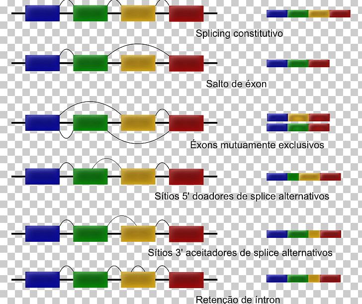 Alternative Splicing RNA Splicing Intron RNA-Seq PNG, Clipart, Acer Campestre, Alternative Splicing, Angle, Area, Diagram Free PNG Download