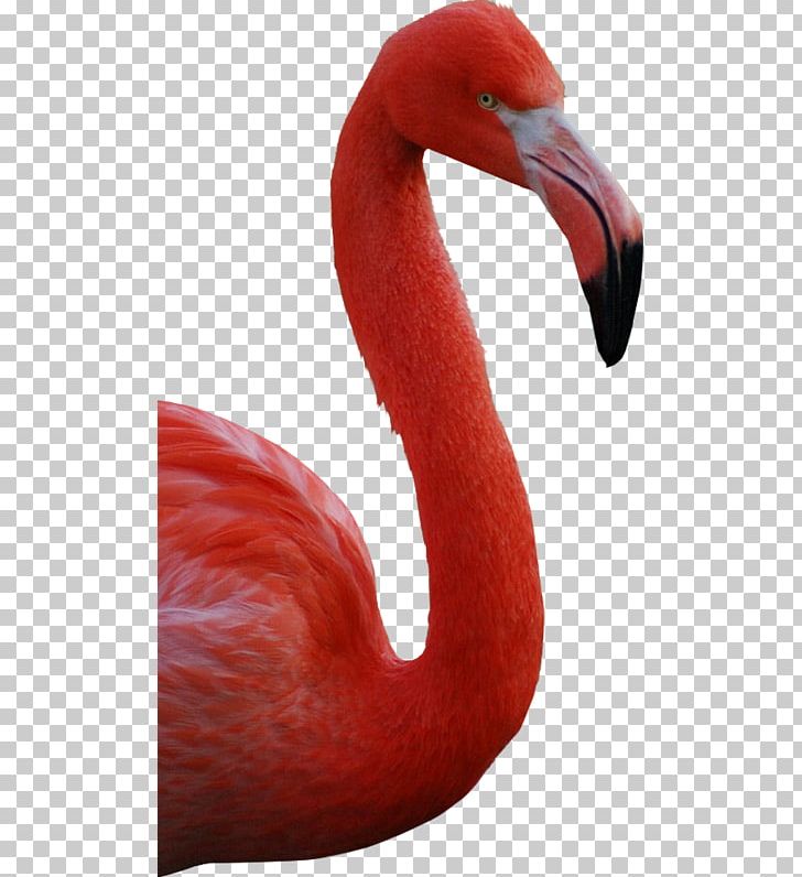 American Flamingo Greater Flamingo Bird PNG, Clipart, American Flamingo, Animal, Animaux, Anonymity, Barbie Free PNG Download