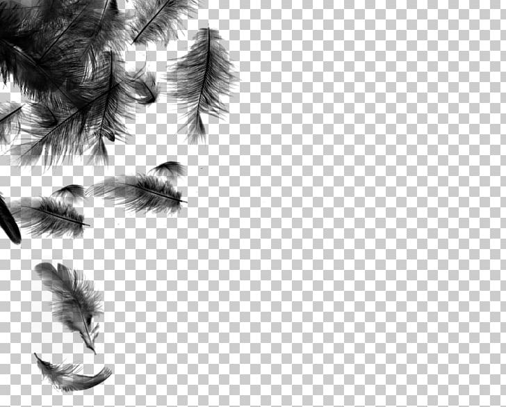Bird Feather PNG, Clipart, Animals, Archaeopteryx, Bird, Black And White, Closeup Free PNG Download