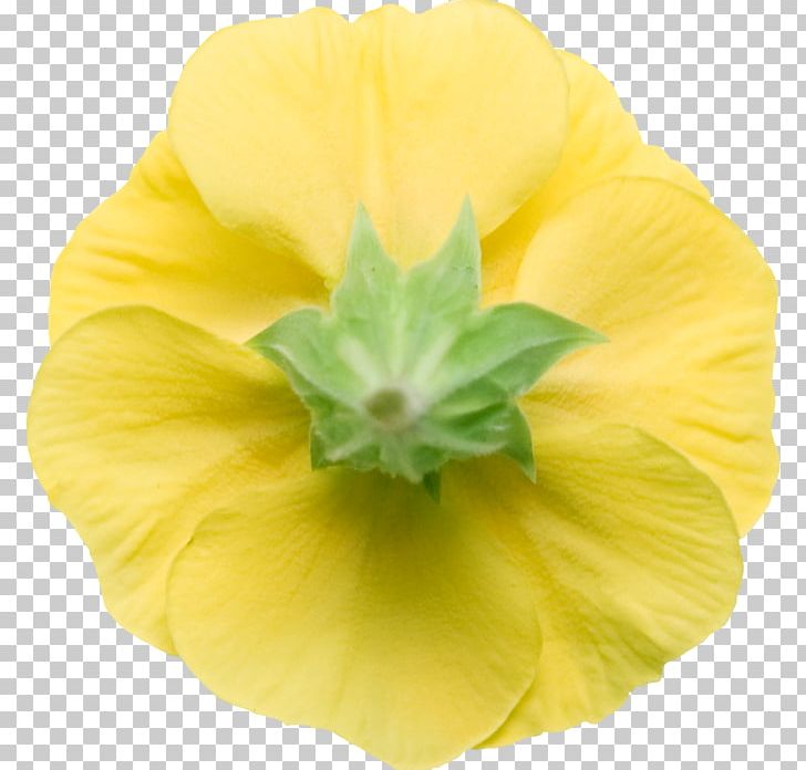 Common Evening-primrose PNG, Clipart, Chick, Common Eveningprimrose, Evening Primrose, Flower, Others Free PNG Download