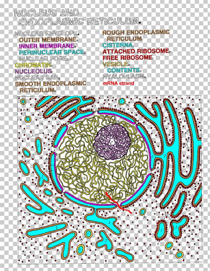 Endoplasmic Reticulum Cell Nucleus Cisterna Color PNG, Clipart, Anatomy, Area, Cell Nucleus, Circle, Cisterna Free PNG Download