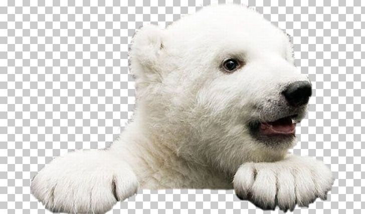 Ice Bear: A Natural And Unnatural History Of The Polar Bear Brown Bear American Black Bear Giant Panda PNG, Clipart, Abc Islands, American Black Bear, Animal, Animals, Bear Free PNG Download