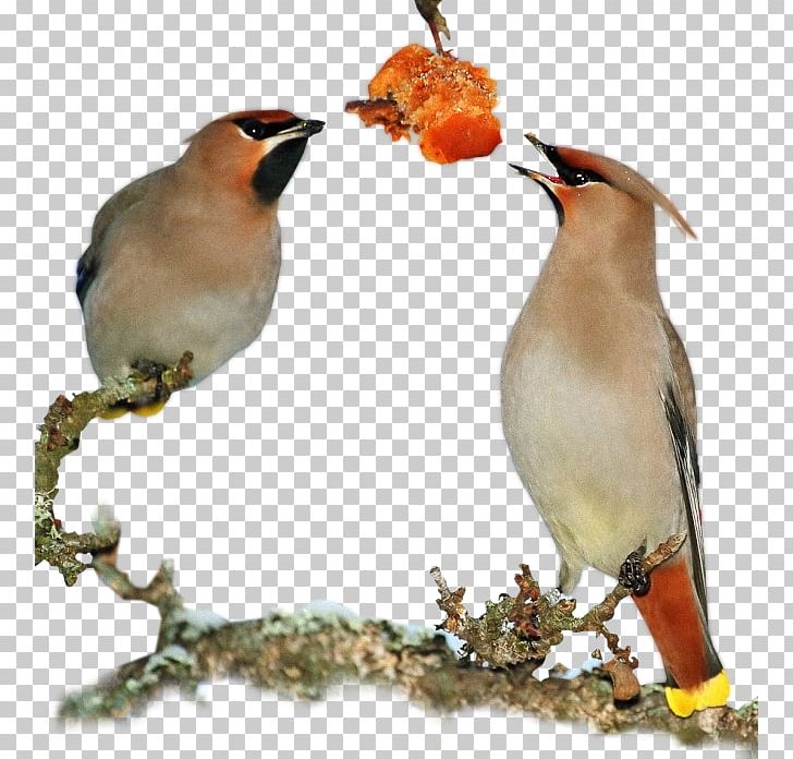 Bird Chicken Passerine Beak PNG, Clipart, Animal, Animals, Beak, Bird, Branch Free PNG Download