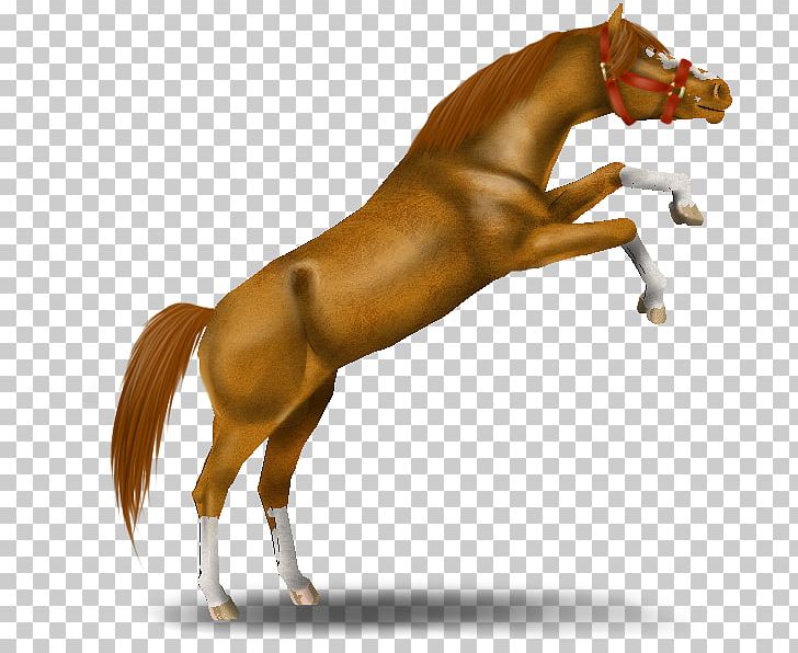 Mane Mustang Stallion Foal Pony PNG, Clipart, Andalusian Horse, Bridle, Florida Kraze Krush Soccer Club, Foal, Halter Free PNG Download
