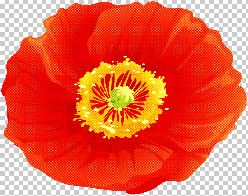 Orange PNG, Clipart, Coquelicot, Corn Poppy, Eschscholzia Californica, Flower, Orange Free PNG Download